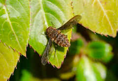 Hyrmophlaeba bellula
