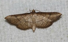 Hypolamprus ypsilon