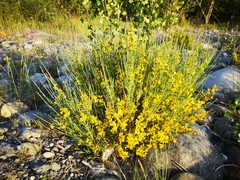 Genista cinerea