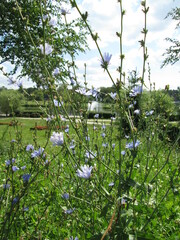 Cichorium intybus