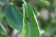 Didacus ciliatus