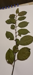 Salix caprea