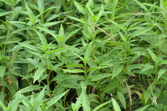 Persicaria robustior