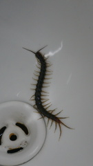 Scolopendridae