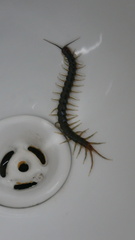Scolopendridae