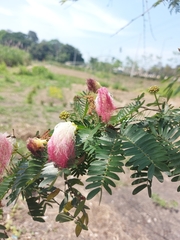 Calliandra surinamensis