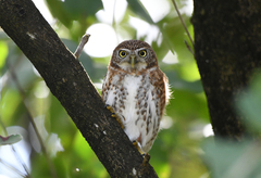 Glaucidium siju
