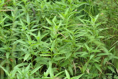 Persicaria robustior