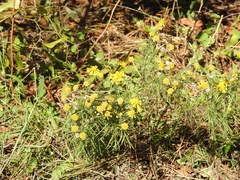 Helenium amarum