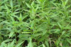 Persicaria robustior