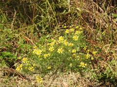 Helenium amarum