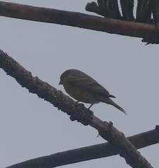 Serinus canaria