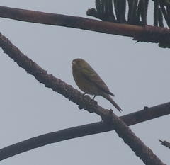 Serinus canaria
