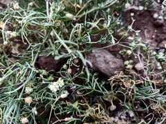 Spergularia flaccida