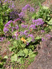 Limonium bourgeaui
