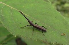 Teramocerus