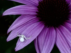 Misumena vatia