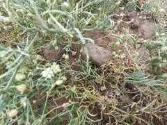 Spergularia flaccida