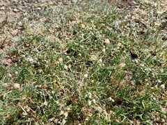 Spergularia flaccida