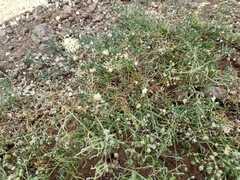 Spergularia flaccida