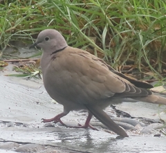 Streptopelia decaocto