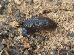 Arion hortensis