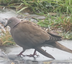 Streptopelia decaocto