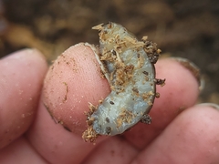 Arion hortensis