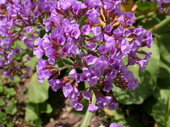 Limonium bourgeaui
