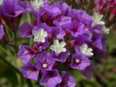 Limonium bourgeaui