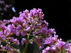 Limonium bourgeaui