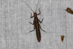 Plecoptera