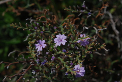 Limonium cordatum