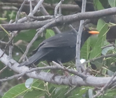 Turdus merula