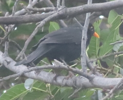 Turdus merula