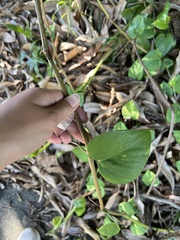 Epipremnum aureum