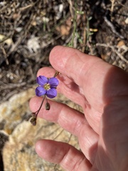 Heliophila linearis linearifolia
