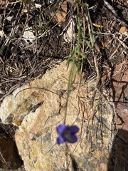 Heliophila linearis linearifolia
