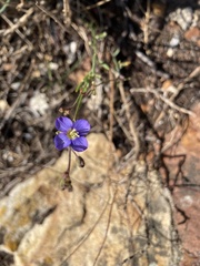 Heliophila linearis linearifolia