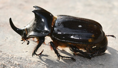 Heterogomphus