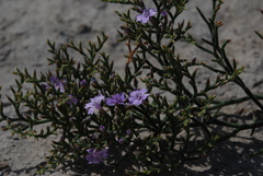 Limonium cordatum