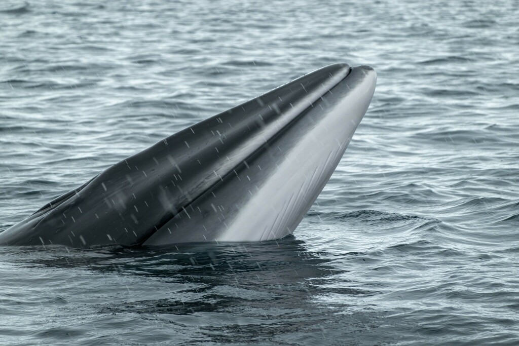 Antarctic minke whale lunging with its throat pleats visible
