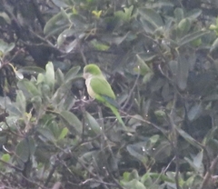 Myiopsitta monachus