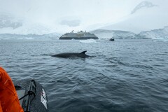 Balaenoptera bonaerensis