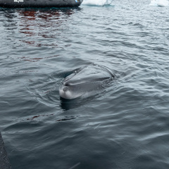 Balaenoptera bonaerensis