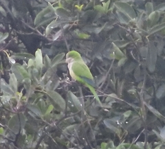 Myiopsitta monachus