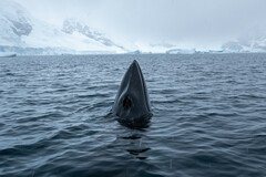 Balaenoptera bonaerensis