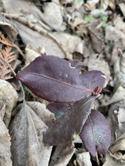 Euonymus