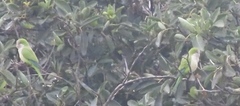 Myiopsitta monachus