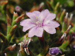 Limonium cordatum